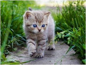 娱乐吃瓜酱营业的猫