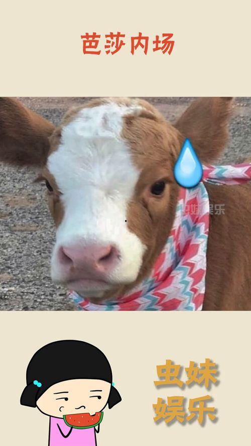 娱乐吃瓜酱讲道理,理性剖析娱乐圈是非曲直